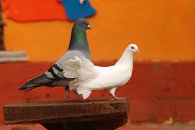 il piccione della pace